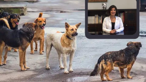 Bursa VHO: Sokak köpekleri günah keçisi değil