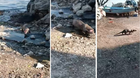 Bursa'da denizden gelen misafir böyle görüntülendi...