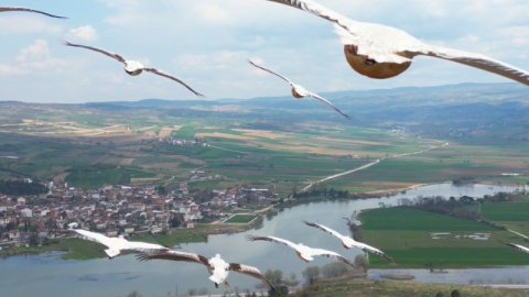 Bursa'da pelikanlar böyle görüntülendi