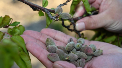 Bursa'da zirai donun faturası ağır olacak