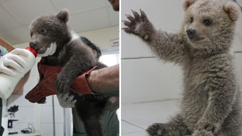 Sevimli yavru ayılar güvenli yuvalarına yerleştirildi