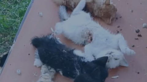 Gemlik’te yavru kediler katledildi!