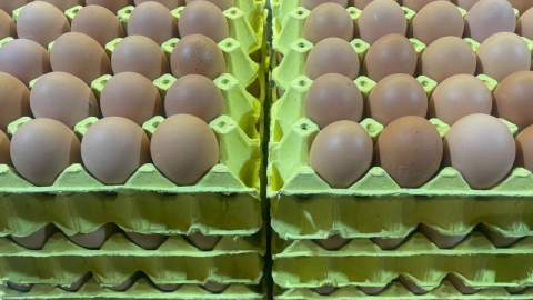 Üniversiteli tavukların yumurtaları daha hesaplı