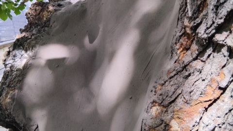 -	Asırlık ağacın yaraları sarıldı