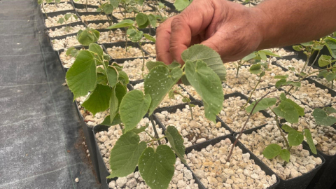 Türkiye'de yapılmayanı Uludağ eteklerinde deniyorlar dünyaya açılmayı hedefliyorlar