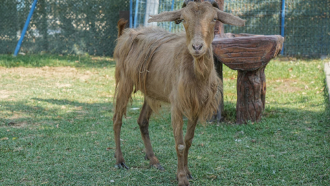 İzmir'de yangından kurtarılan hayvanlar Bursa'da tedaviye alındı