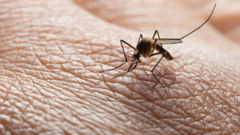 Sivrisinekle bulaşan virüs alarmı! Salgın giderek büyüyor