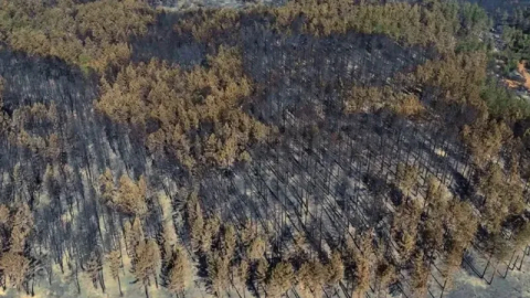 Doğa küle döndü: Karabük'te orman yangını sonrası acı manzara