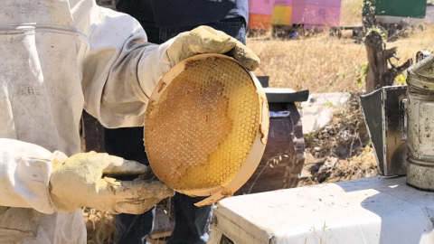 Bursa'da üretilen bu bal her derde deva
