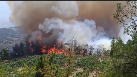 Bursa'da orman yangını