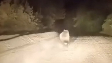 Bursa'da dağ yolunda sürücüyle karşılaşan ayının panik anları