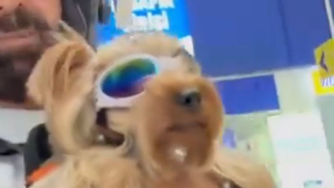 Bursa'da köpeği ile markete alınmayan vatandaş isyan etti