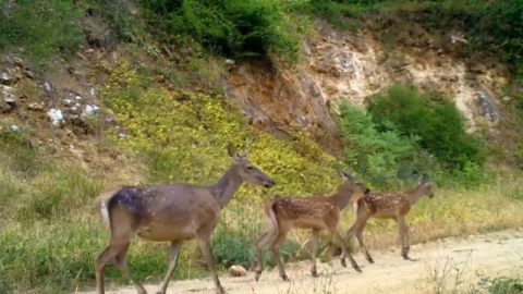Bursa'da kızıl geyik ailesi kameralarda