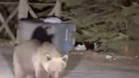 Bursa Uludağ'da koca ayıyı ekmekle beslediler