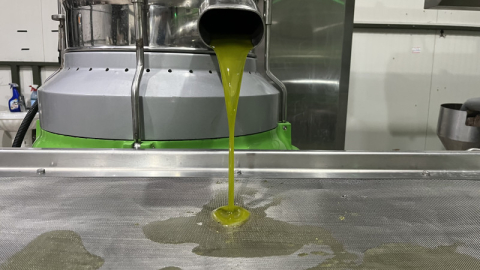 Marmara bölgesinin ilk zeytinyağı sıkımı gerçekleşti