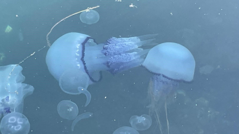 Marmara'da 'bitti' denilen müsilaj kabusu tekrar hortladı