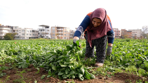 Osmangazi Belediyesi’nden doğal tarım adımı: İlaçsız ıspanaklar sofralarda