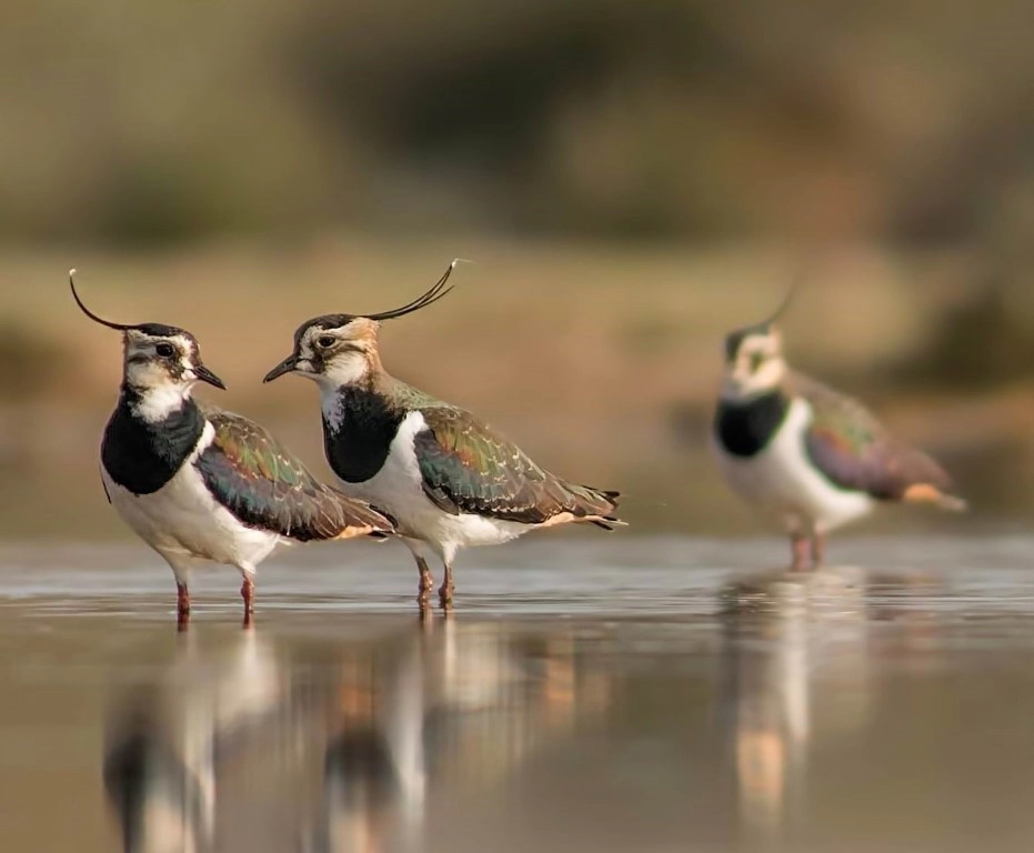 Fotoğraf tutkunu savcı, 350'ye yakın kuş türünü fotoğrafladı