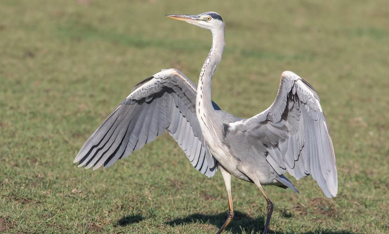 Fotoğraf tutkunu savcı, 350'ye yakın kuş türünü fotoğrafladı