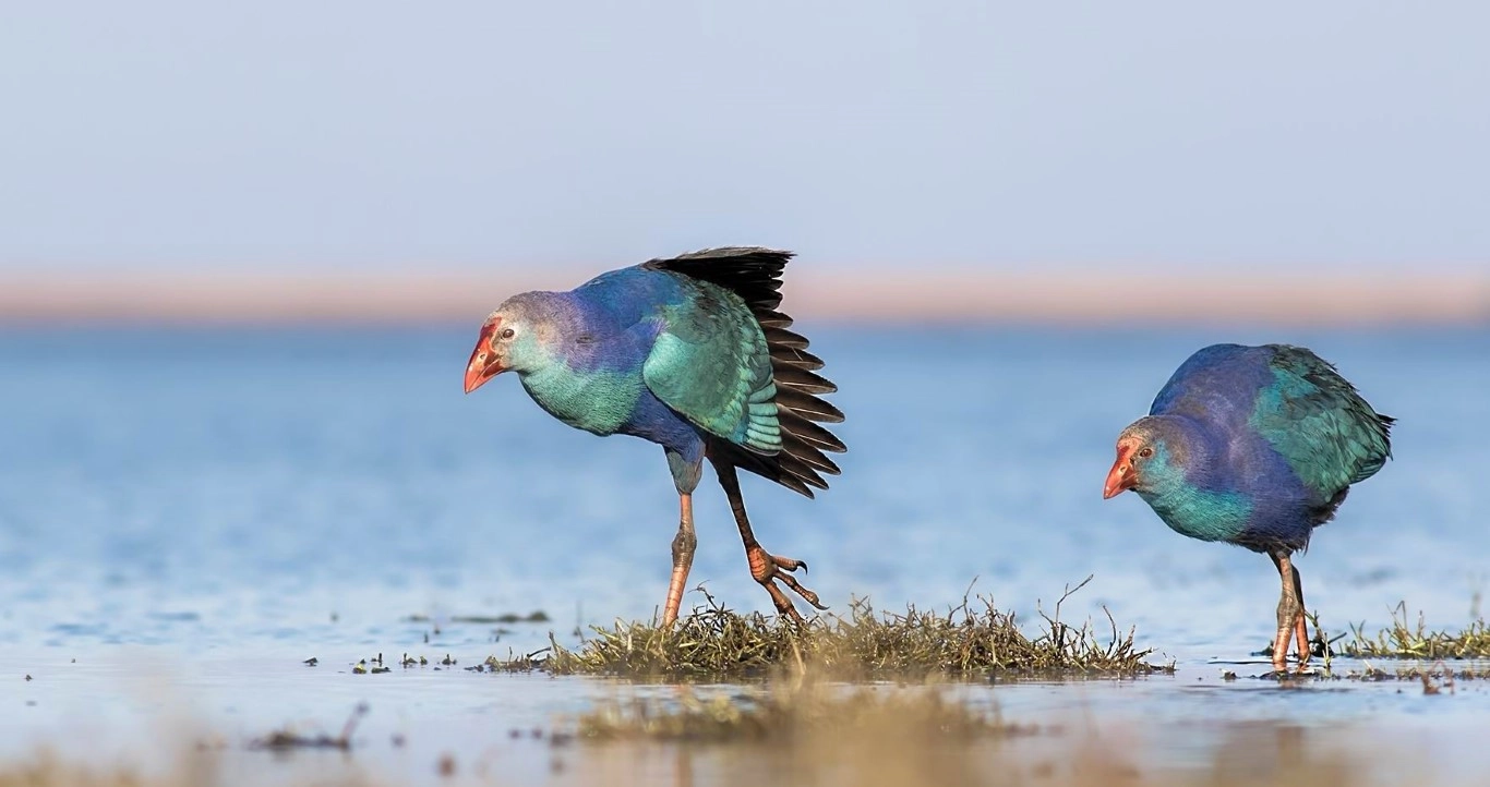 Fotoğraf tutkunu savcı, 350'ye yakın kuş türünü fotoğrafladı