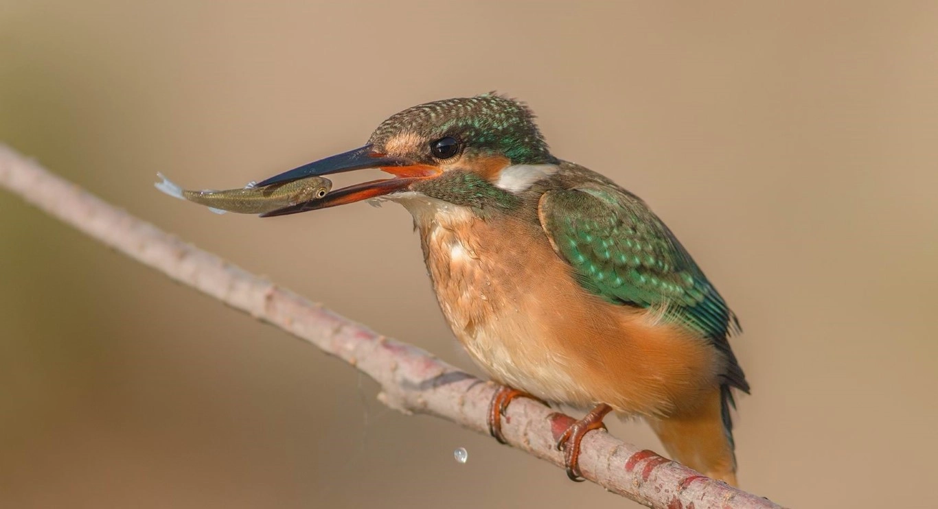 Fotoğraf tutkunu savcı, 350'ye yakın kuş türünü fotoğrafladı