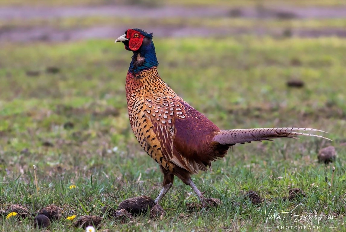 Fotoğraf tutkunu savcı, 350'ye yakın kuş türünü fotoğrafladı