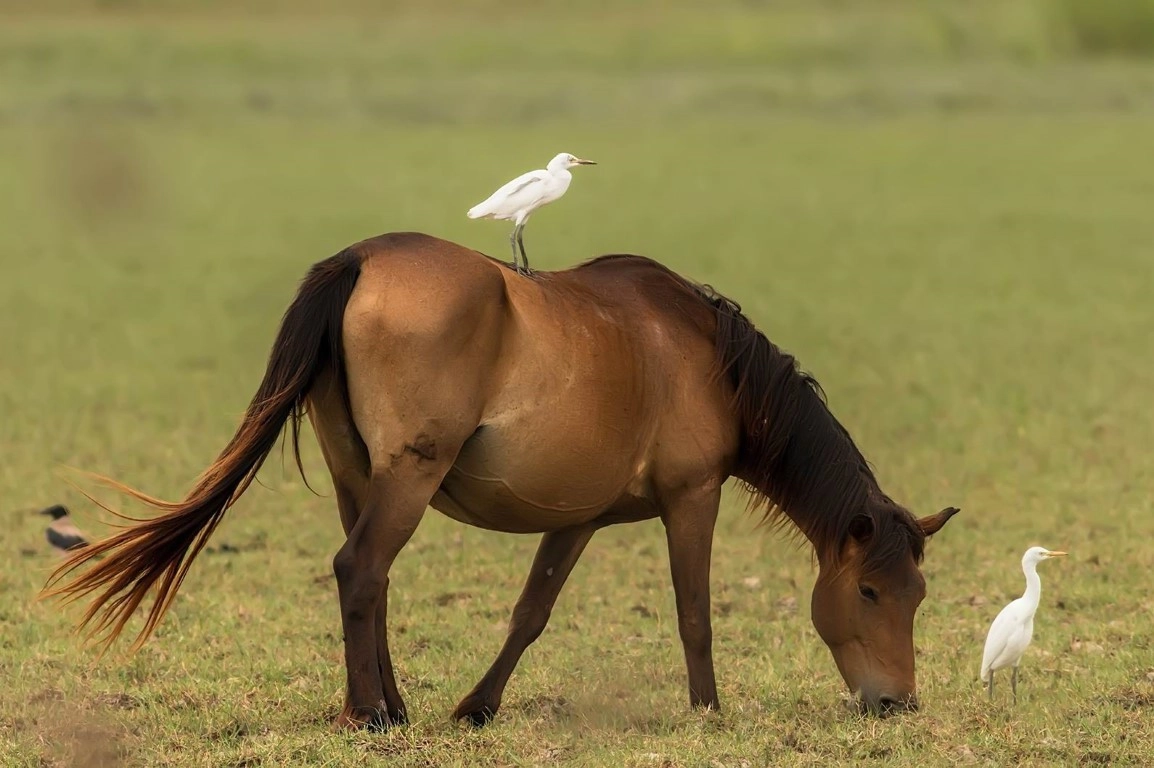 Fotoğraf tutkunu savcı, 350'ye yakın kuş türünü fotoğrafladı