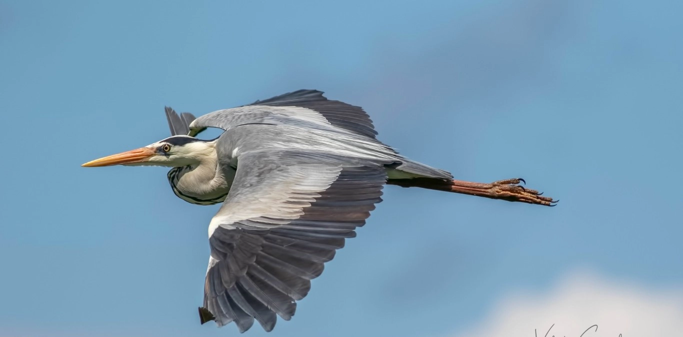 Fotoğraf tutkunu savcı, 350'ye yakın kuş türünü fotoğrafladı