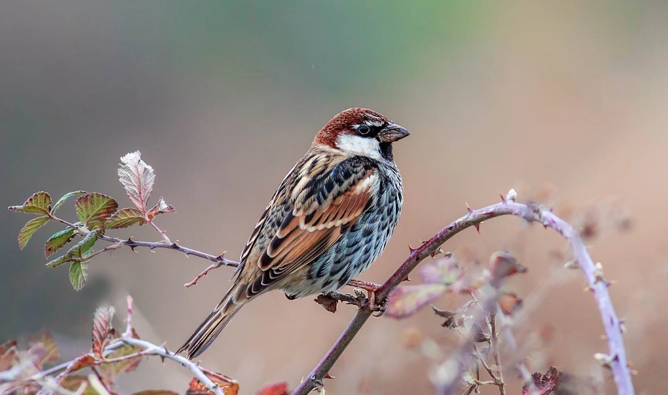 Fotoğraf tutkunu savcı, 350'ye yakın kuş türünü fotoğrafladı