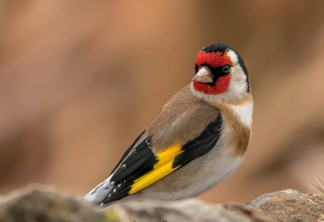 Fotoğraf tutkunu savcı, 350'ye yakın kuş türünü fotoğrafladı