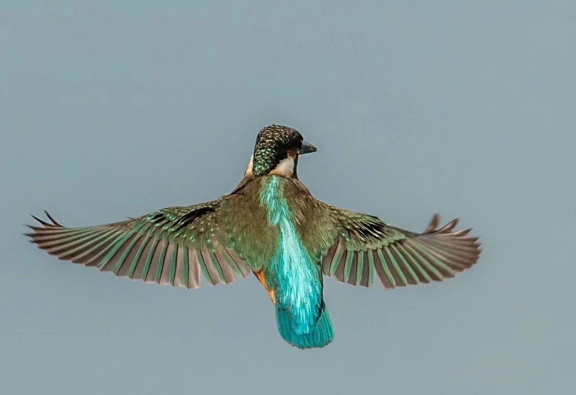 Fotoğraf tutkunu savcı, 350'ye yakın kuş türünü fotoğrafladı