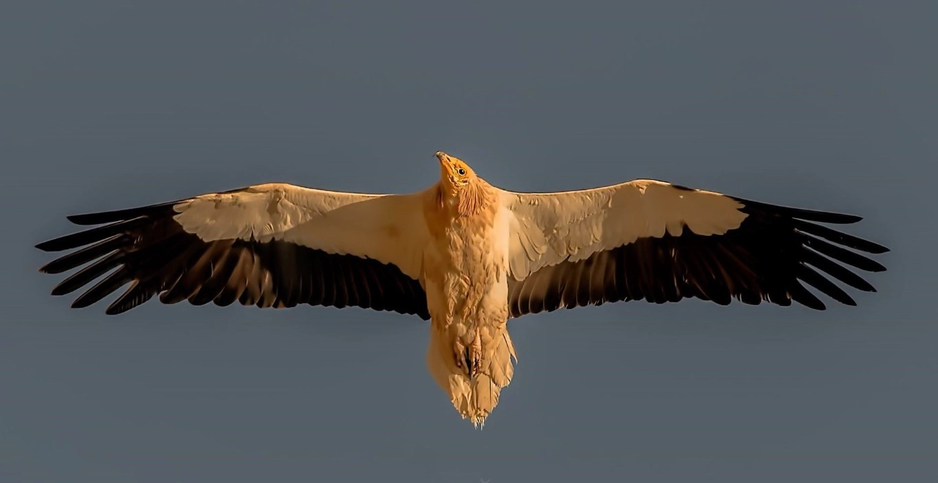 Fotoğraf tutkunu savcı, 350'ye yakın kuş türünü fotoğrafladı