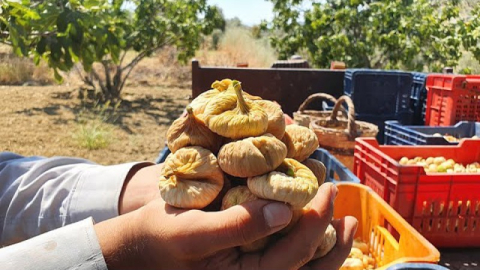 Yeni Sezon Kuru İncir Hasatına Başladık