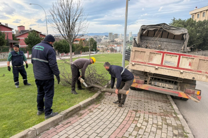 Osmangazi’de lodos alarmı: Devrilen ağaçlar kaldırıldı