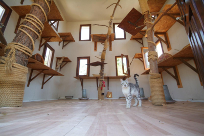 Osmangazi Belediyesi sahipsiz hayvanlar için 365 gün görevde