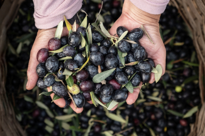 Marmarabirlik 2025’te tarihi ihracat rekoru kırdı