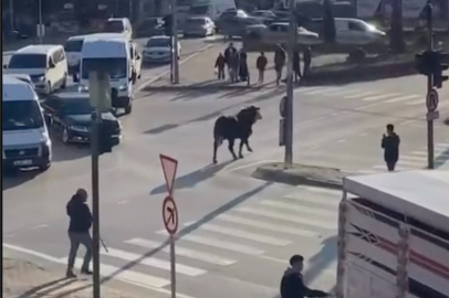 Bursa'da kaçan boğa trafiği birbirine kattı