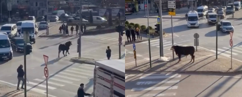 Bursa'da kaçan boğa trafiği birbirine kattı