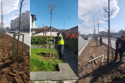 Bursa’da 700 yıllık mirasa 700 ulu çınar dikiliyor