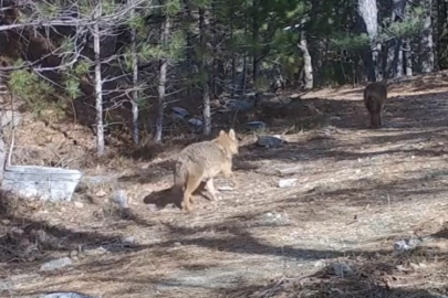 Altın çakallar Uludağ’da fotokapana yakalandı