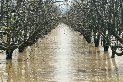 Bursa'da yüzlerce dönüm bahçe sular altında kaldı