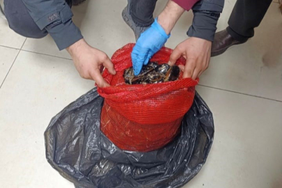 Bursa ve Balıkesir’de eş zamanlı operasyonla tonlarca midye ele geçirildi