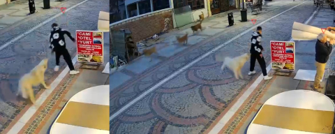 Başıboş köpek saldırısı: 19 yaşındaki genç yaralandı