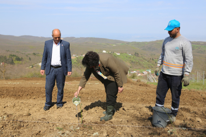 Nilüfer’de atıl araziler böğürtlen bahçesine dönüşüyor