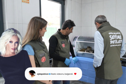 Süperstar Ajda Pekkan’dan Gürsu’daki yavru kedilere destek