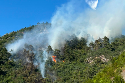Bursa'daki orman yangını ile ilgili 1 kişi gözaltına alındı