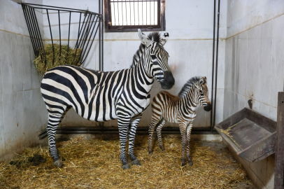 Bursa Hayvanat Bahçesi’nde yavru zebra sevinci