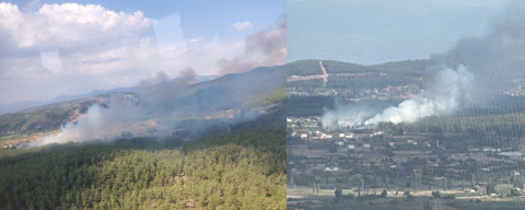 Muğla Menteşe’de orman yangını